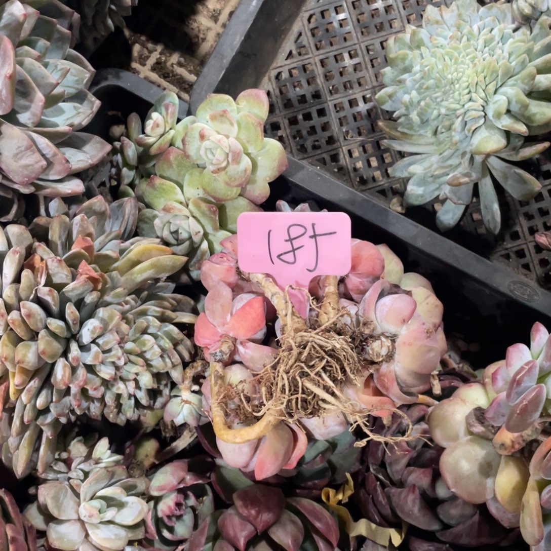 星影缀化多头群啊185