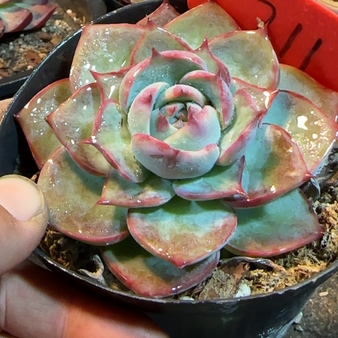 特殊惊鸿一物一拍包装收缩花旱211