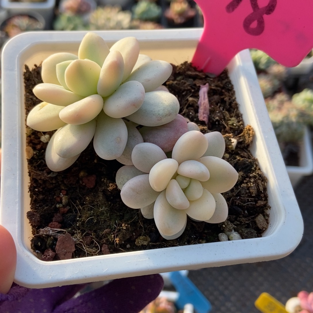 118洛神锦多肉植物多肉