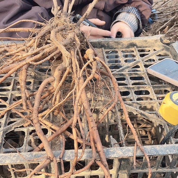 完全开放牡丹花开