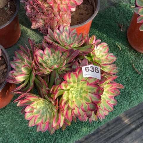 536锦画多肉植物，