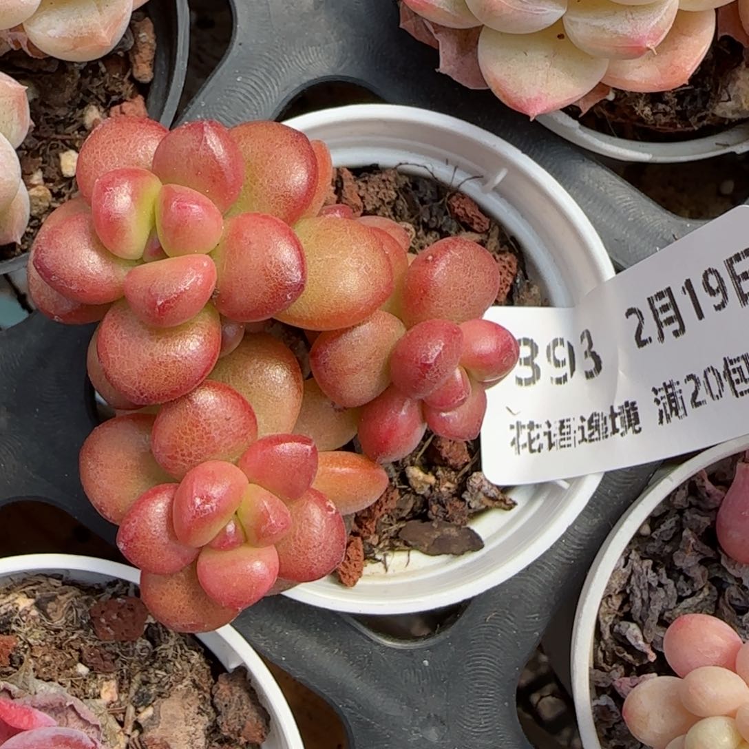 花语逸境0219-393