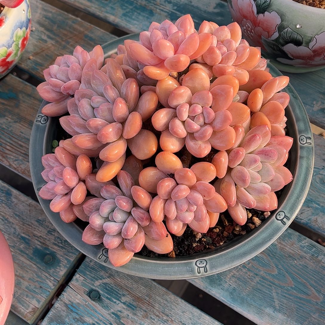 香水老桩一物一拍