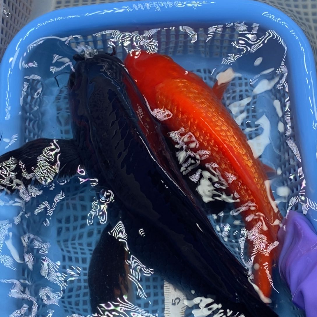 锦鲤冷水锦鲤包邮