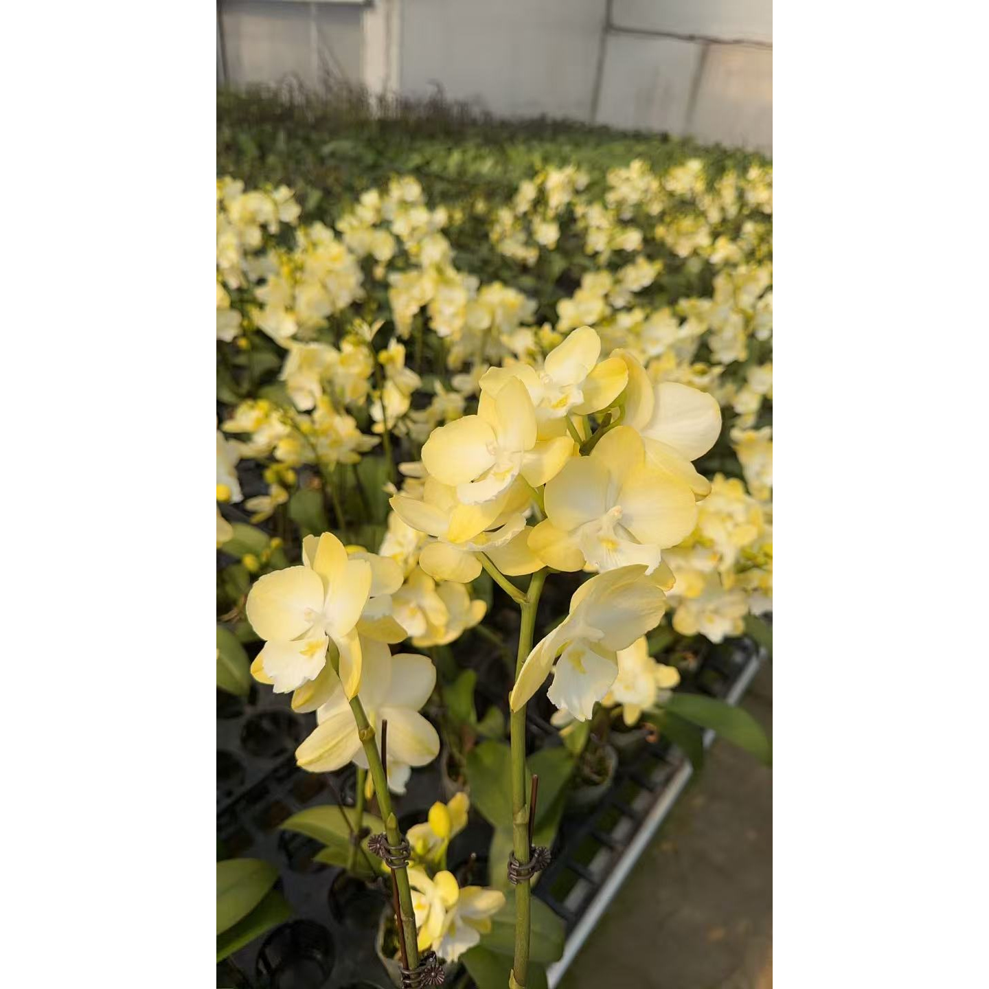 【玉兔】精品蝴蝶兰四季开花花期长室内绿植盆栽