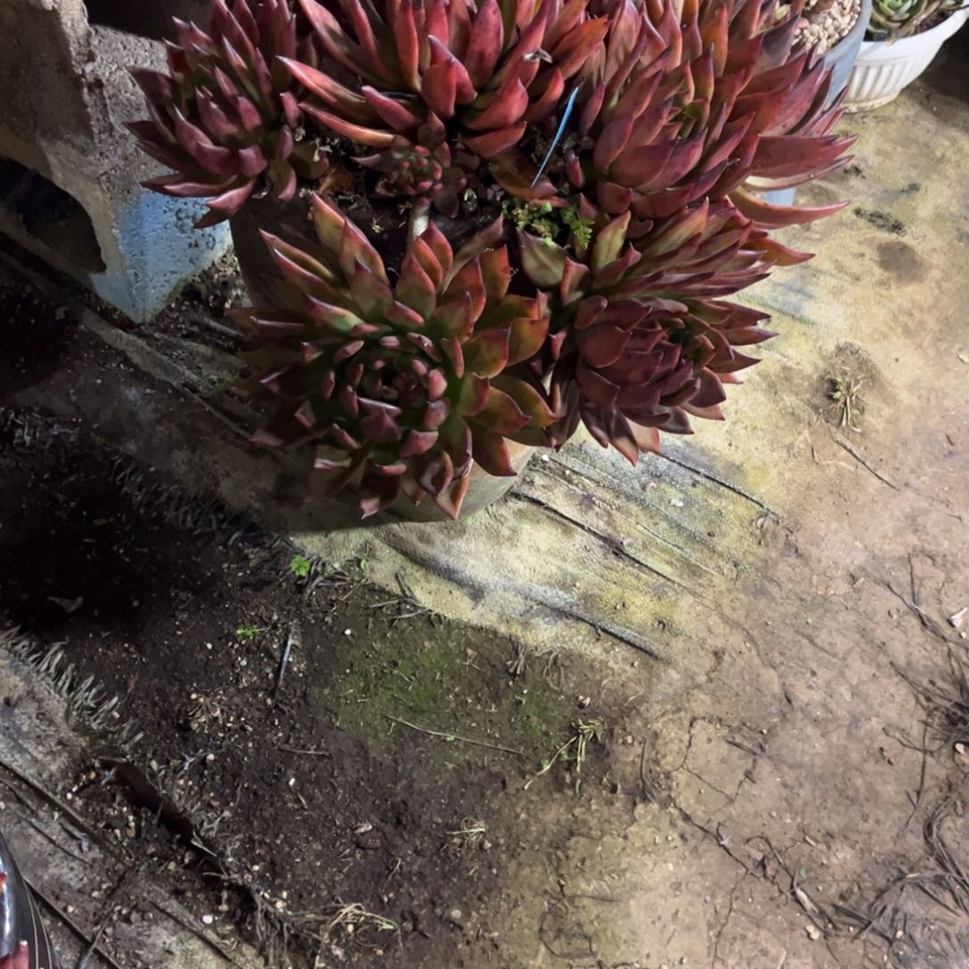 阑***院多肉植物保护研究所所长一