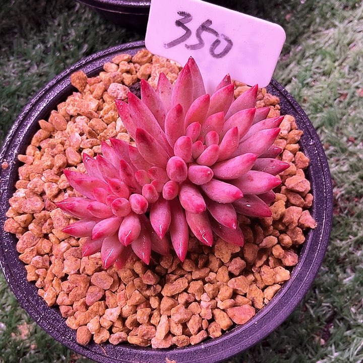 我是第一百个为妖刀应援