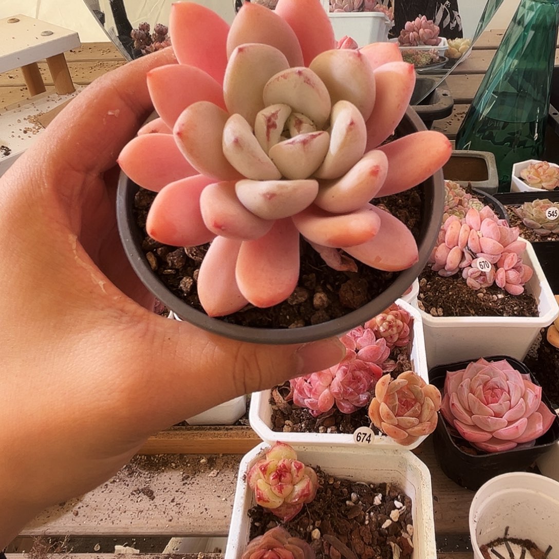 乖***兔多肉植物一物拍一