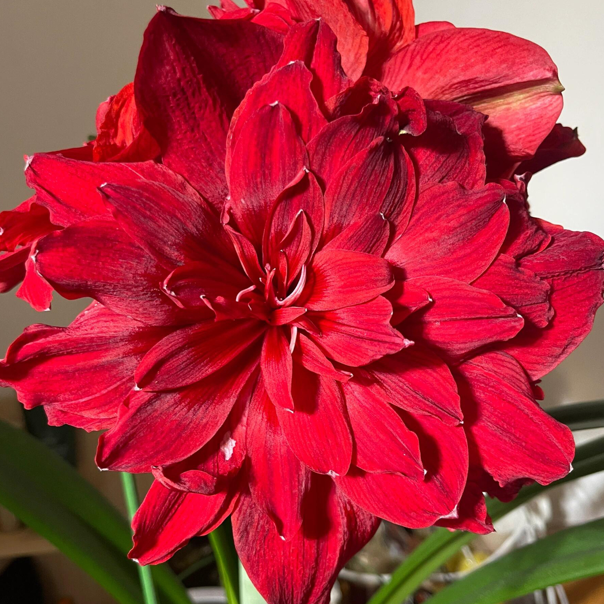 【斯佳丽铃声】重瓣朱顶红种球四季开花室内外盆栽好养活花卉