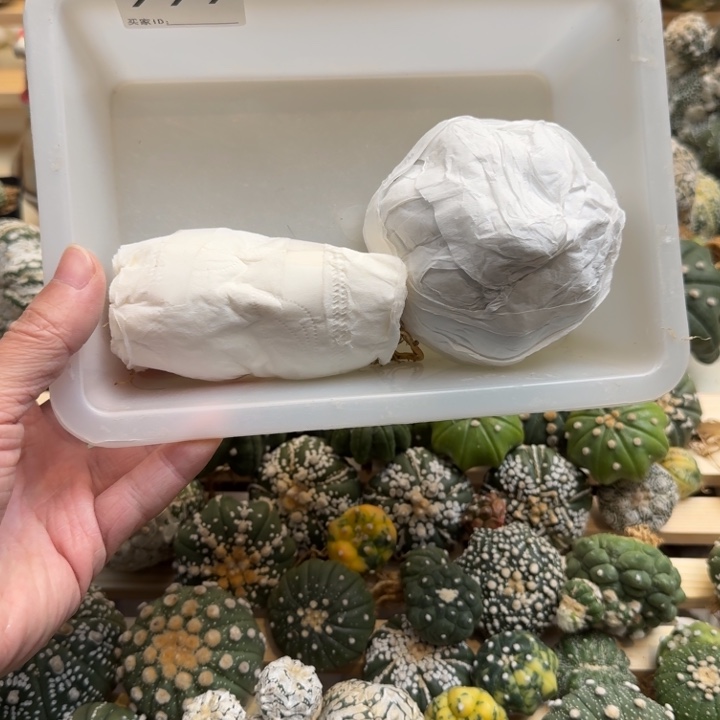 兜星球仙人球999号