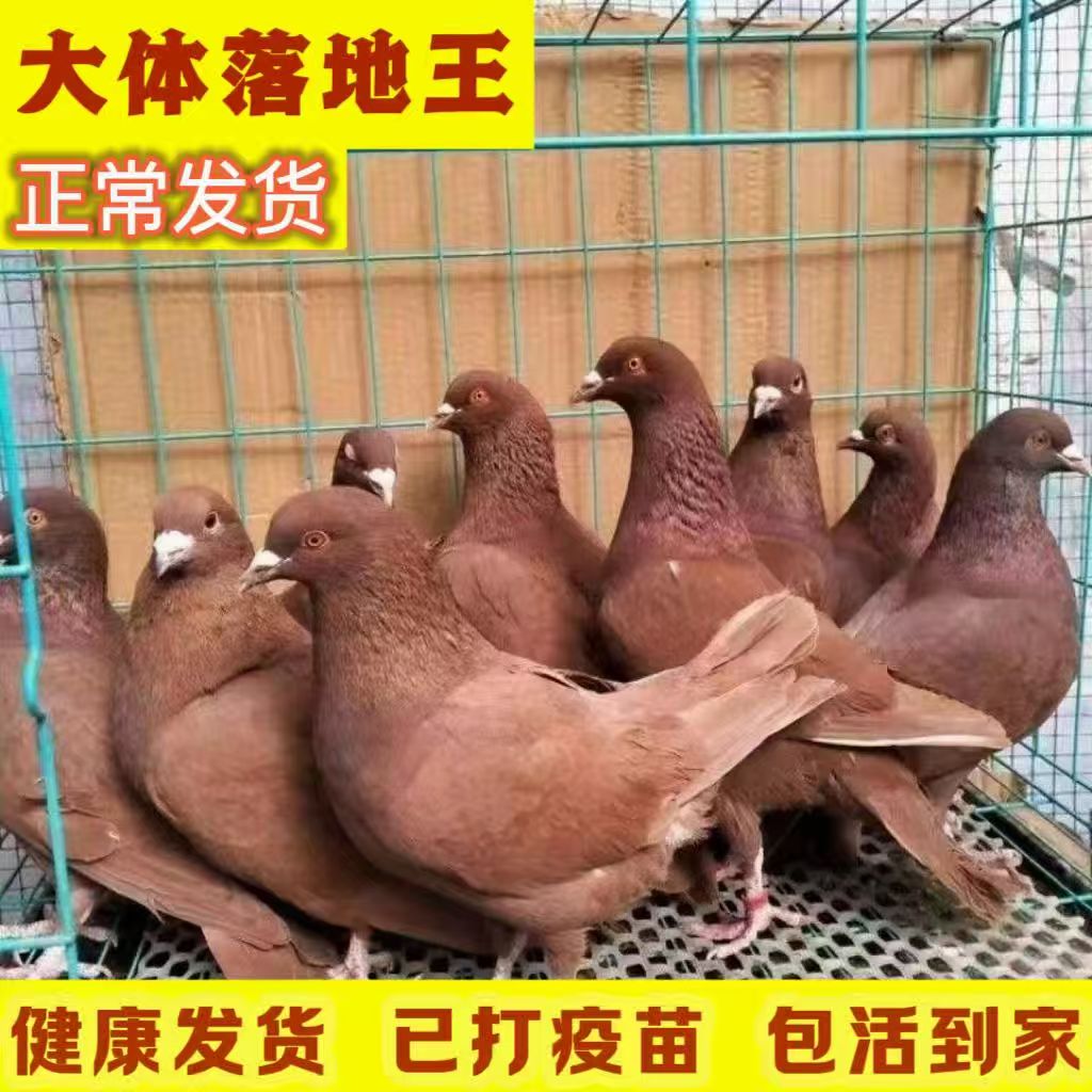 鸽子一对米玛斯包邮青年活体鸽子卡奴肉鸽信鸽肉鸽落鸽子包活到家