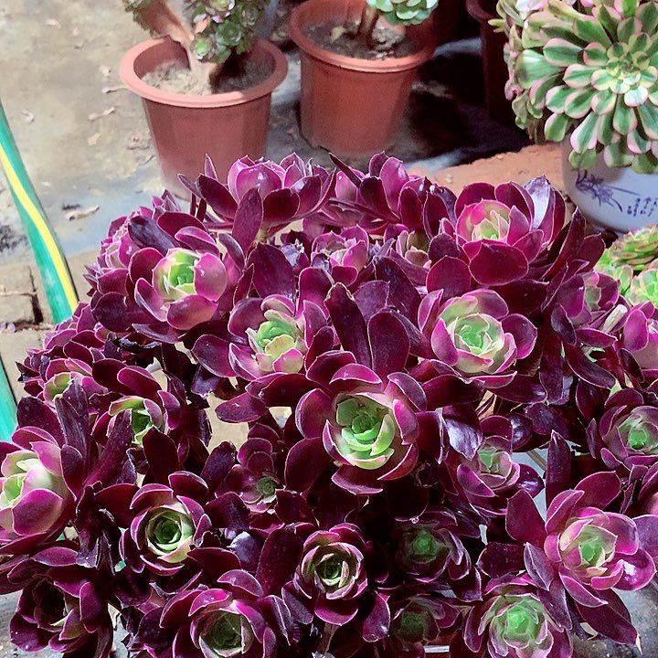 赤霞飞丛林，多肉植物