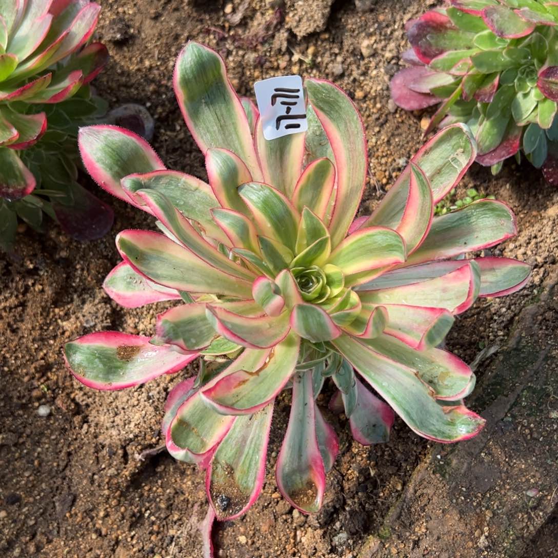 171烈焰多肉植物