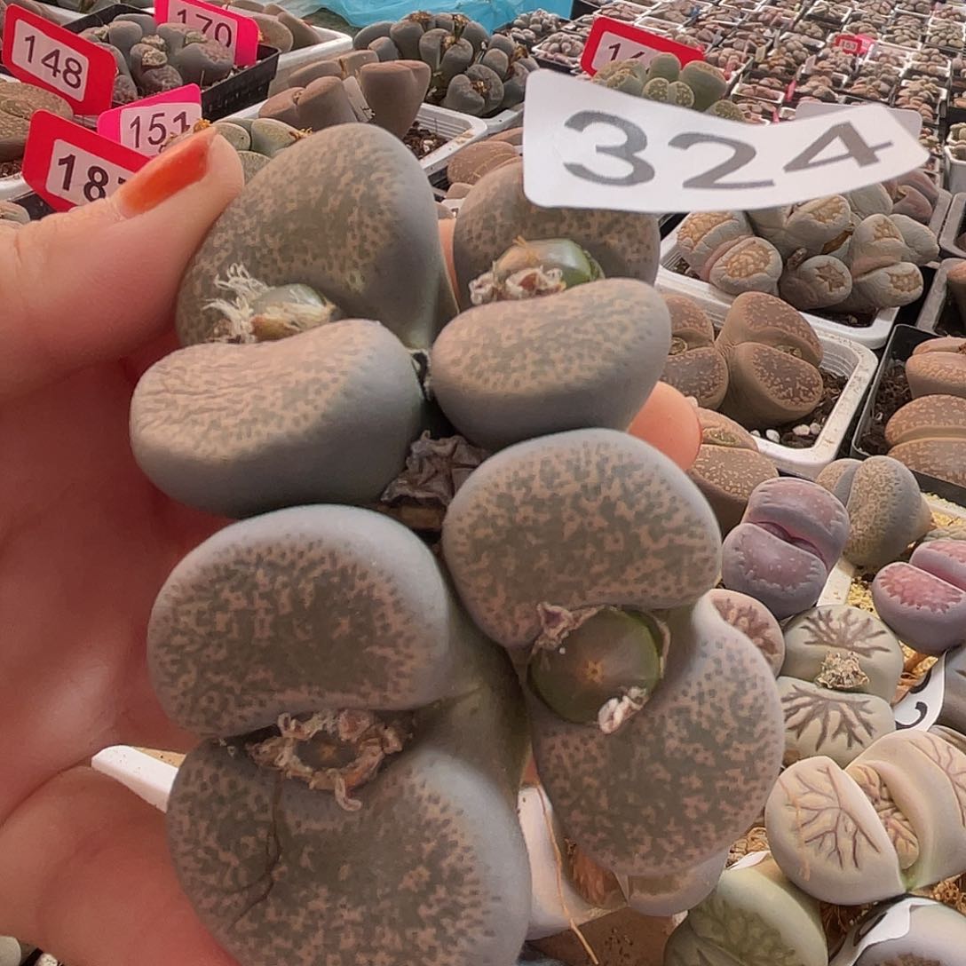 生石花一颗32400