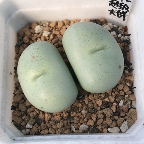 多肉肉锥 Y172超级大饼