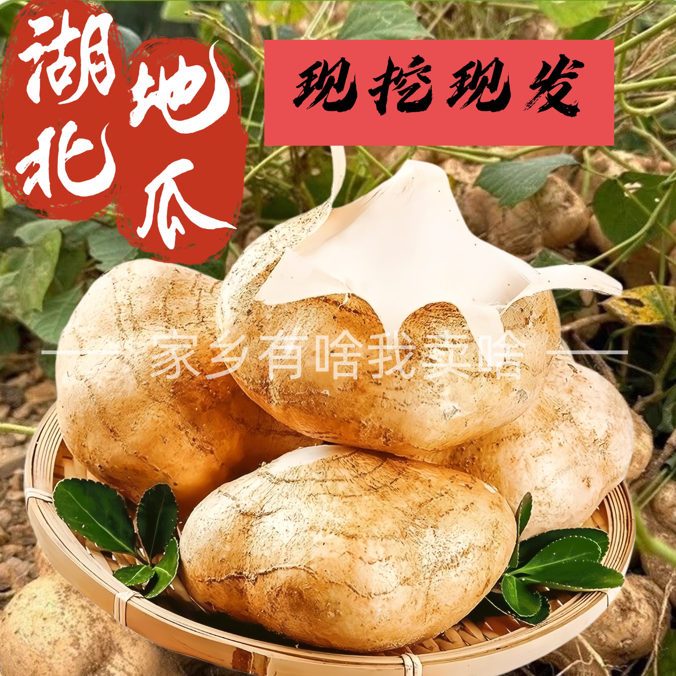 湖北地瓜现挖现发沙土地当季新鲜湖北凉薯脆甜可口包邮到家
