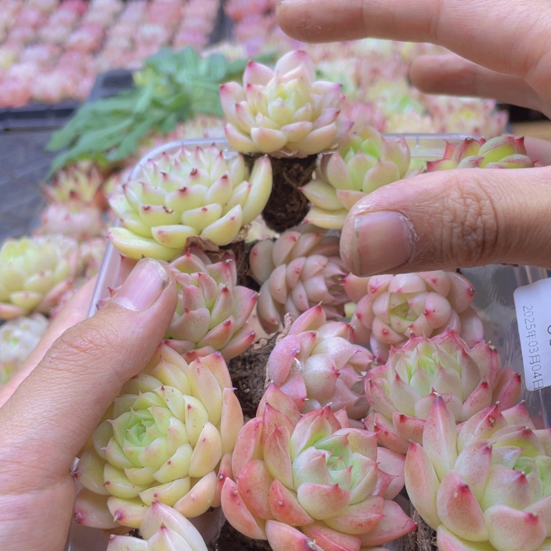 开心快乐幸福066