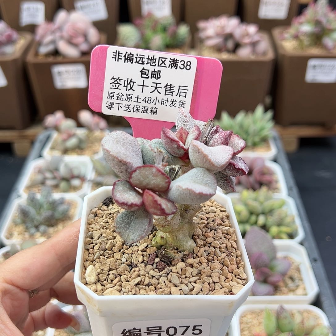 075春彩磨砂蛋多肉植物