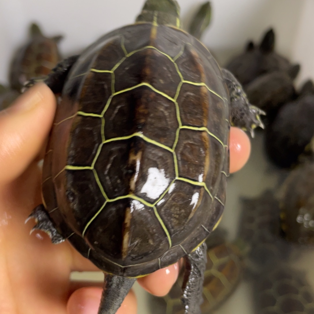 苏北金线冷水草龟