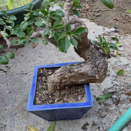 哨***兵三角小叶紫一个带盆