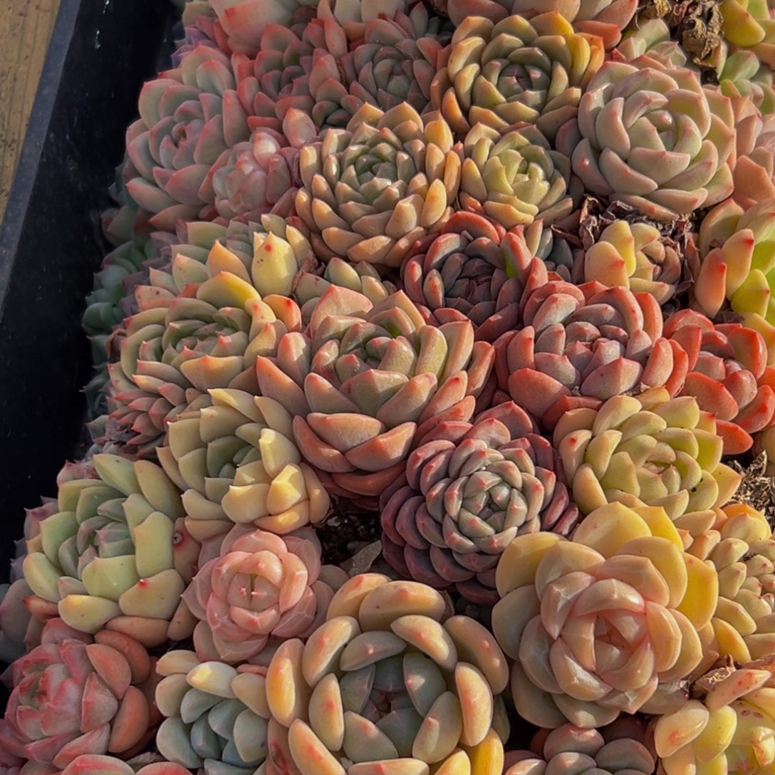 1***爷479多肉葡萄的味道是真的