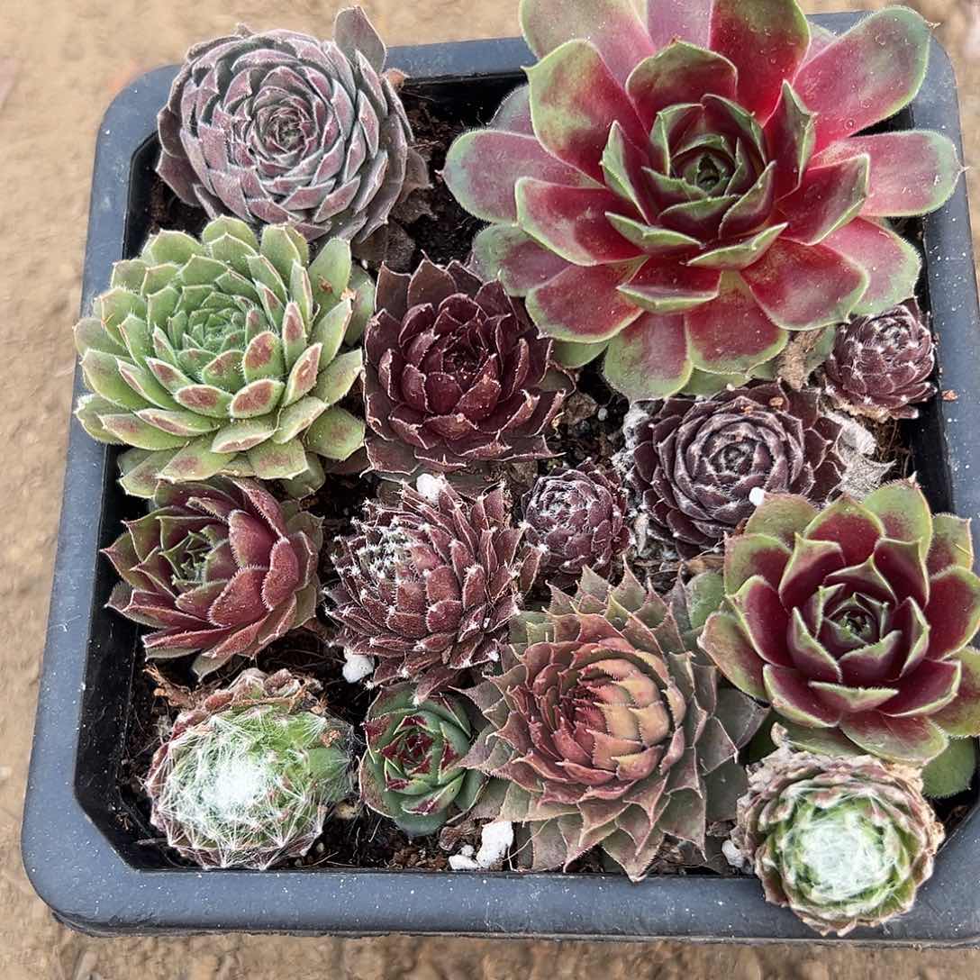 多肉植物多肉植物