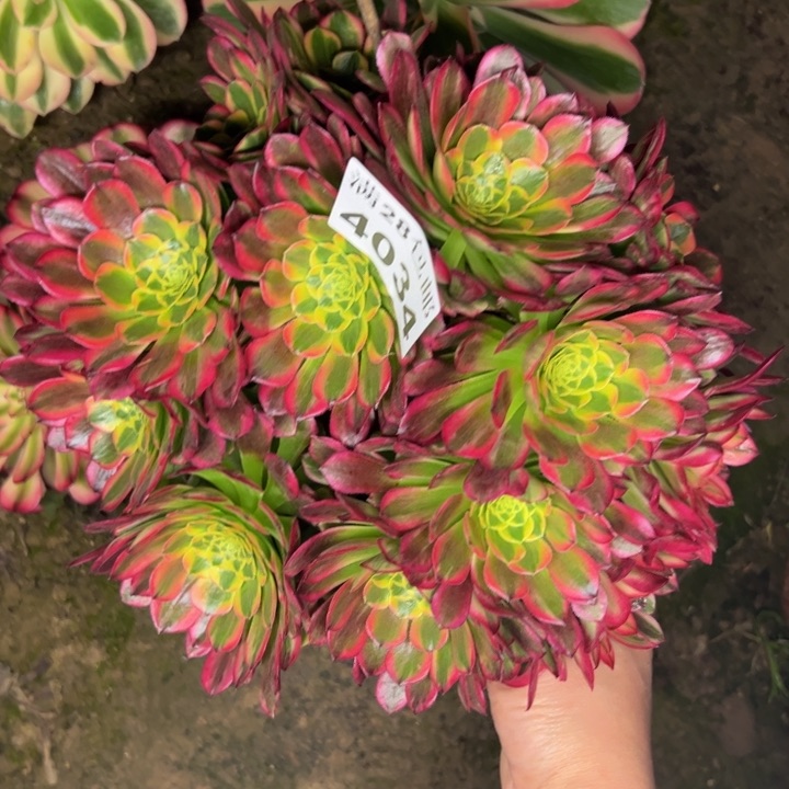 4034朝霞多肉植物