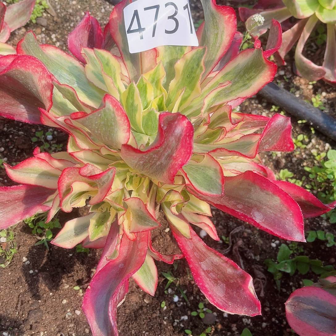 4731魅影多肉植物