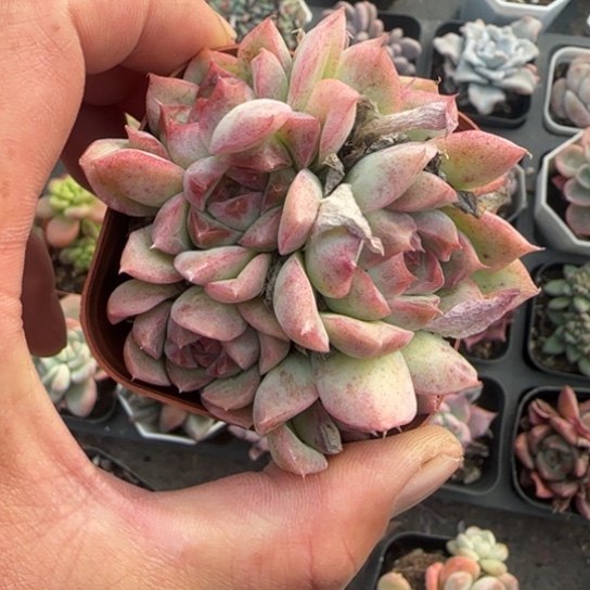 374桃熏多肉植物多