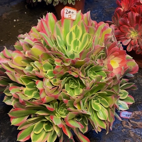 雨花石老桩捧花法师200