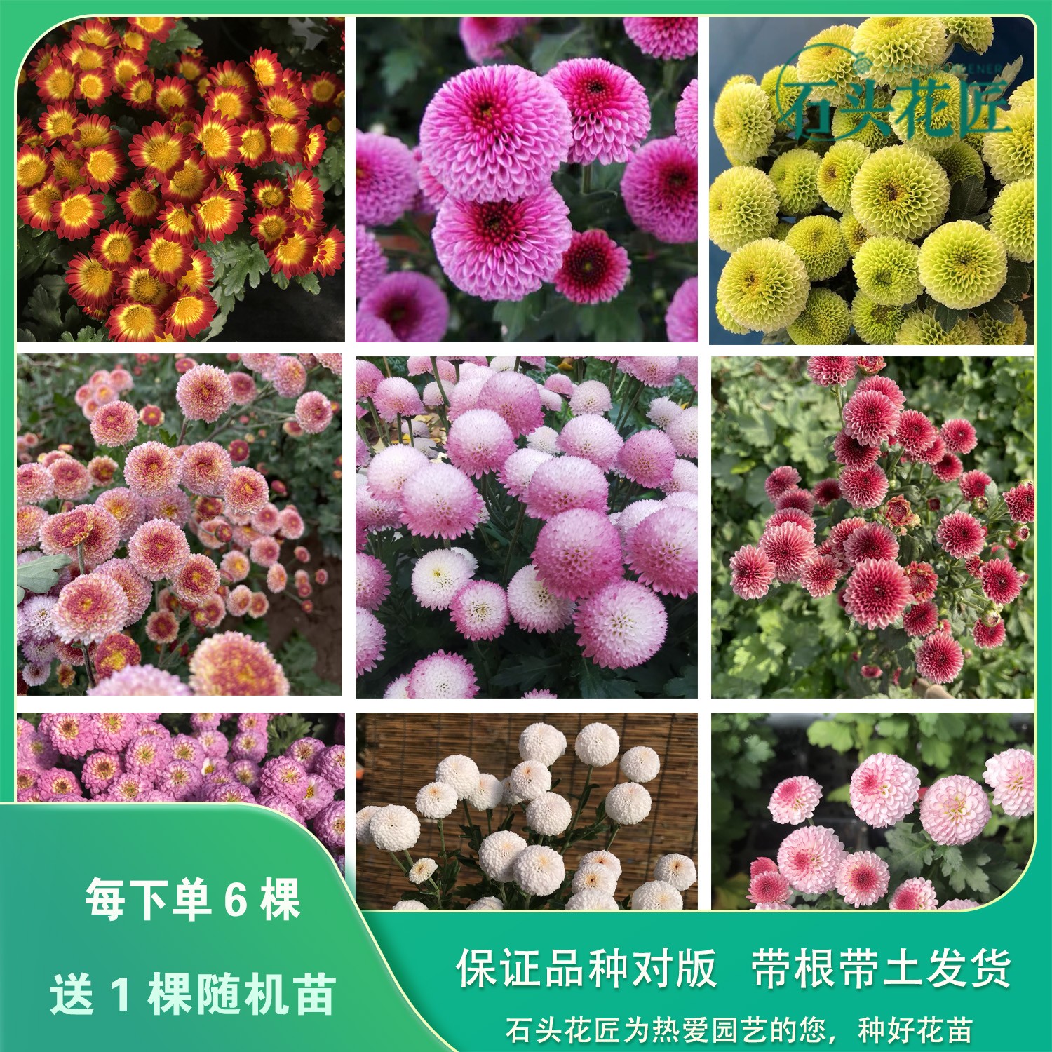 石头花匠网红珠玉之卵纽扣菊 12个品种 阳台盆栽庭院多年生菊花
