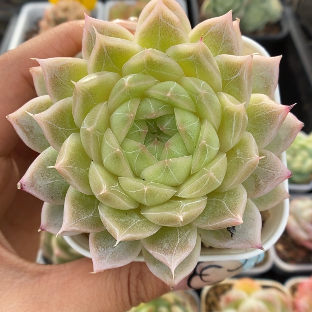 暗纹麦秆可拍536号