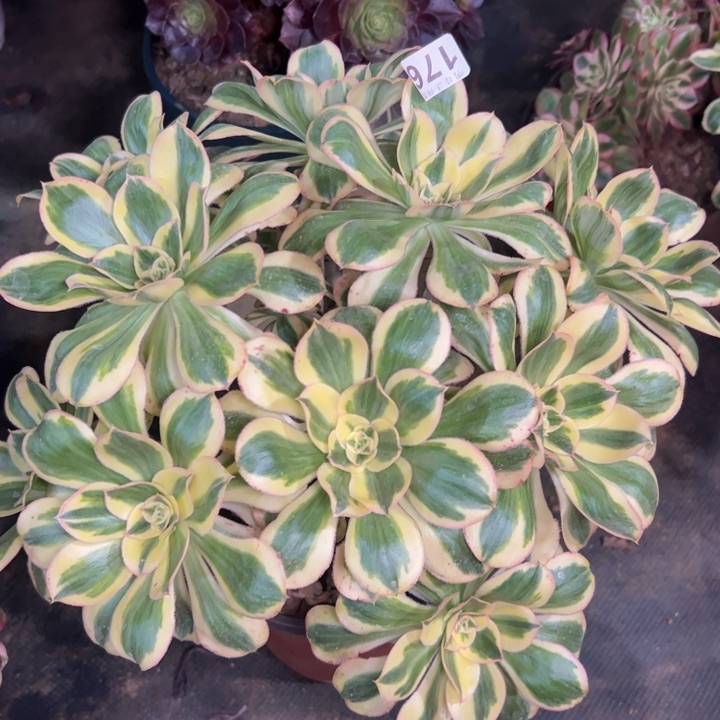 燕姿锦176多肉法师一物一拍