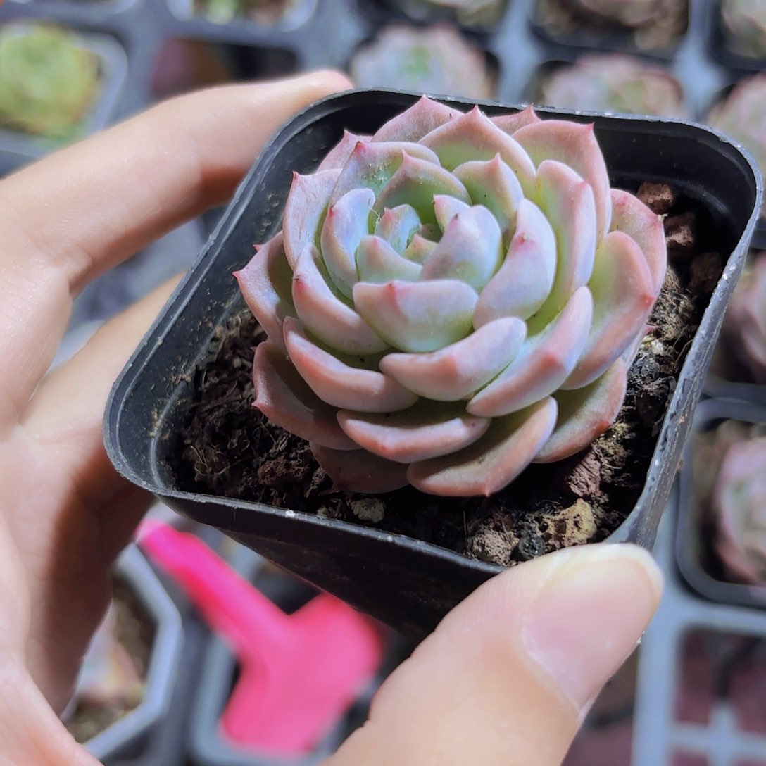 精品慕白多肉植物