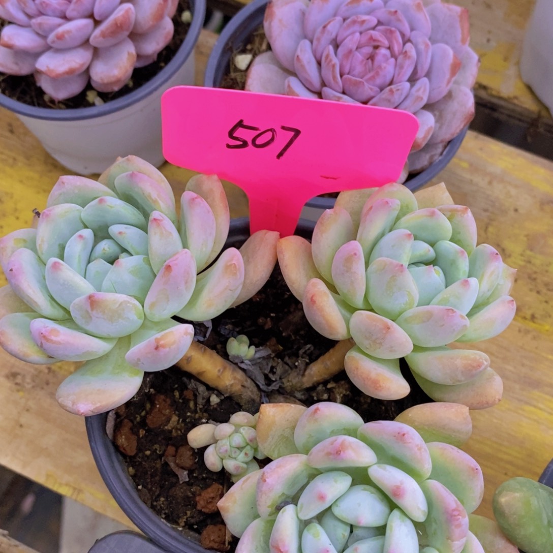 开心多肉，每月专场