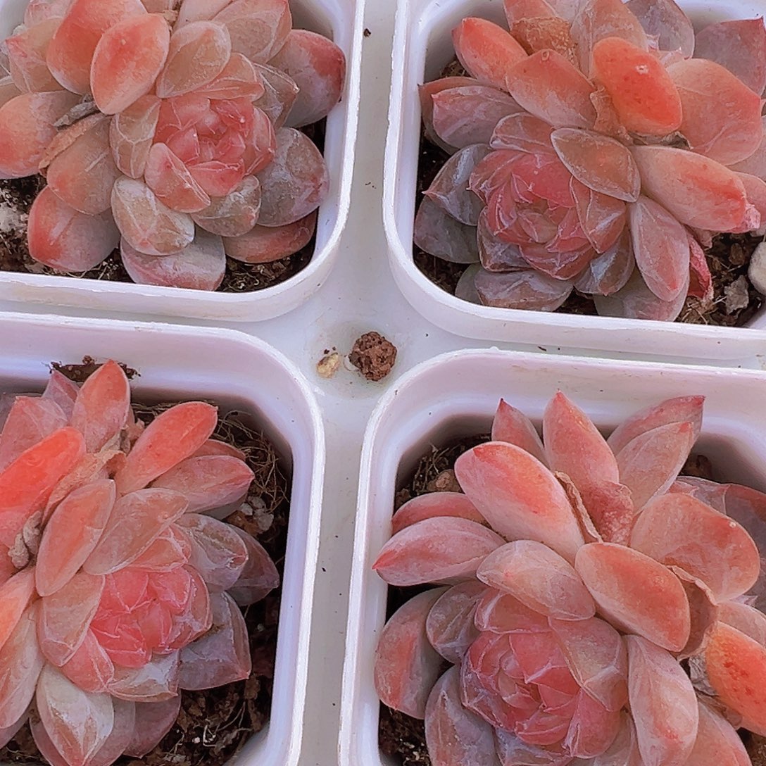 双头状态粉黛19包邮