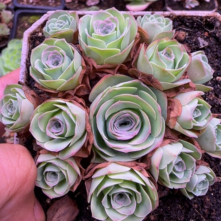 D*群生8厘米1434343535352427