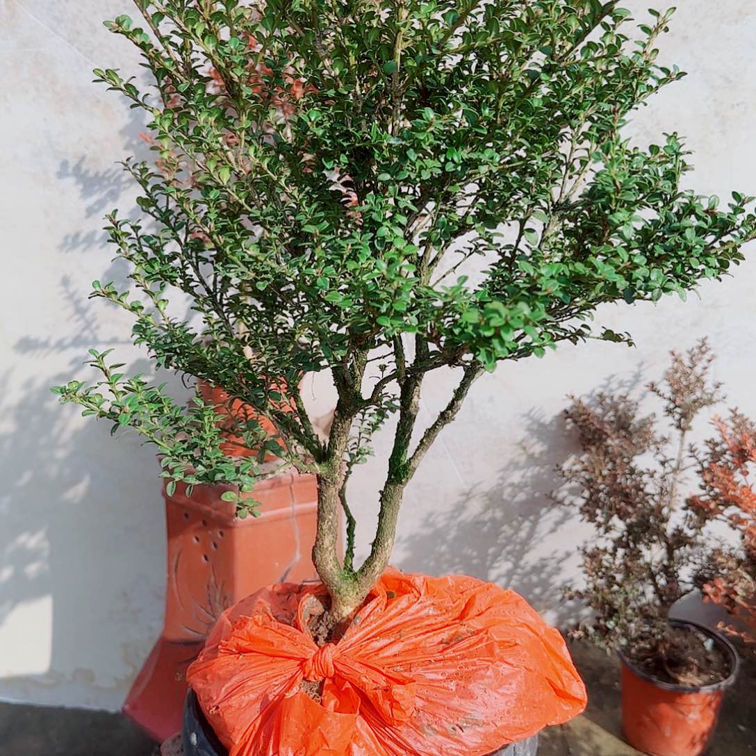 完全开放珍珠黄杨