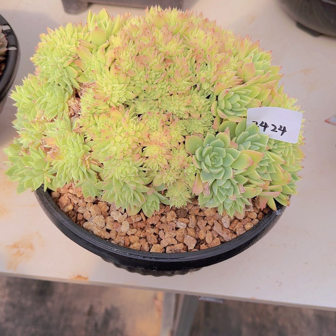 2424三色堇缀多肉植物