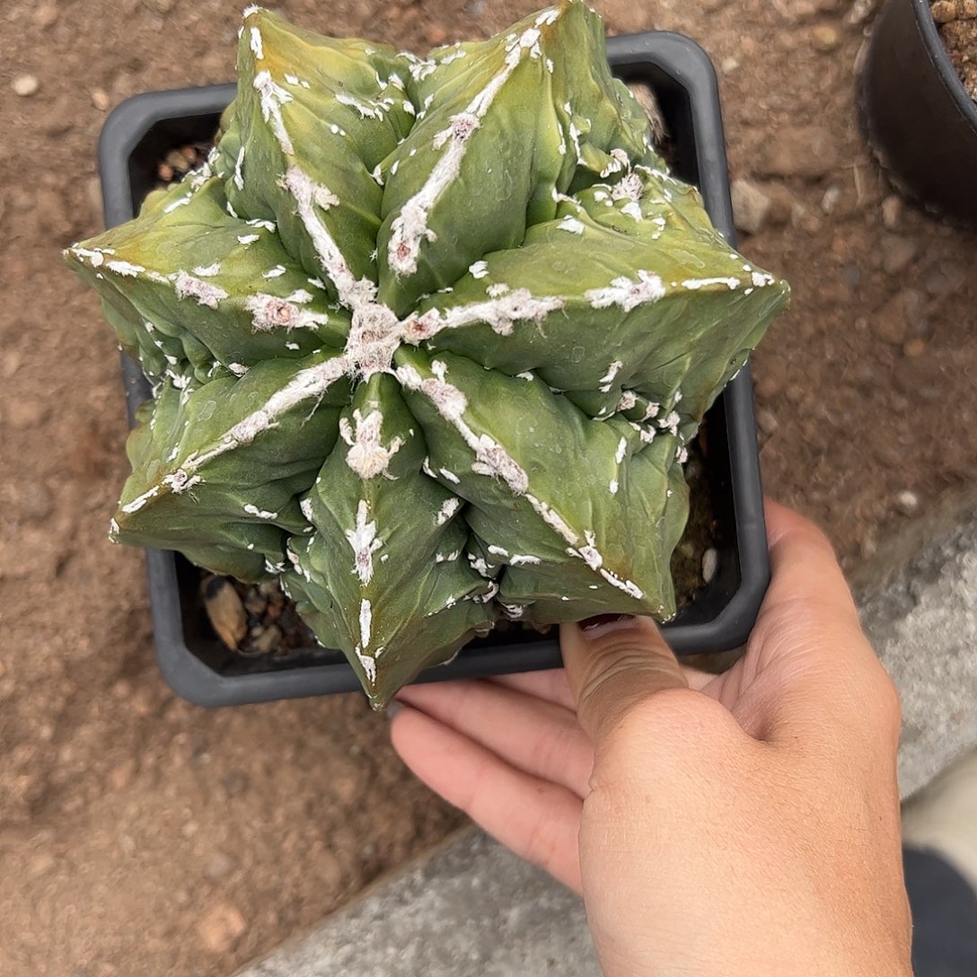 相****实生鸾玉一物一拍