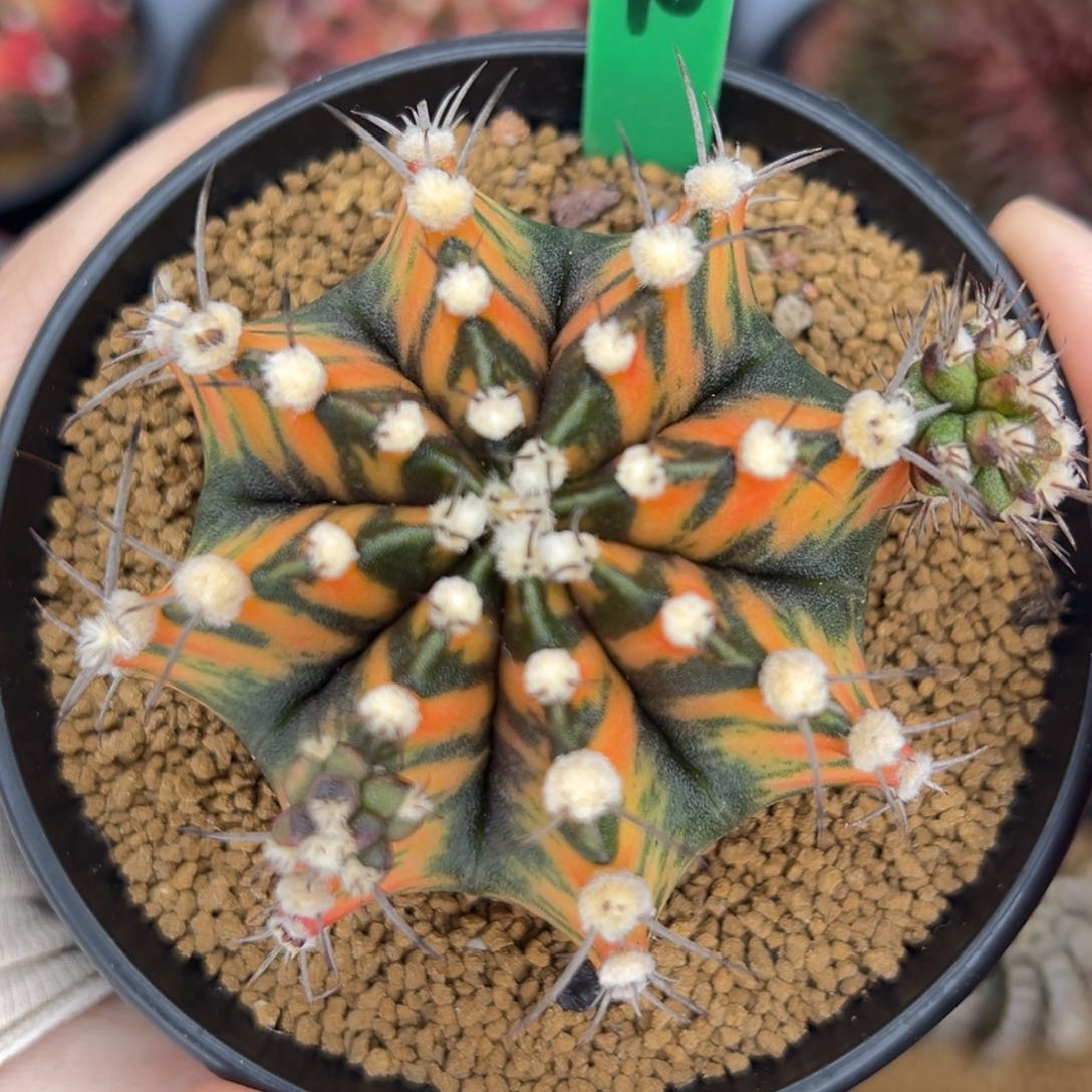 泰系实生虎斑高绒米哈锦H90