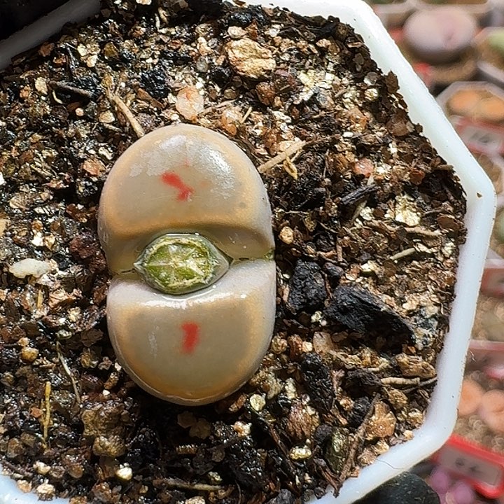 生石花2333:：：。  129