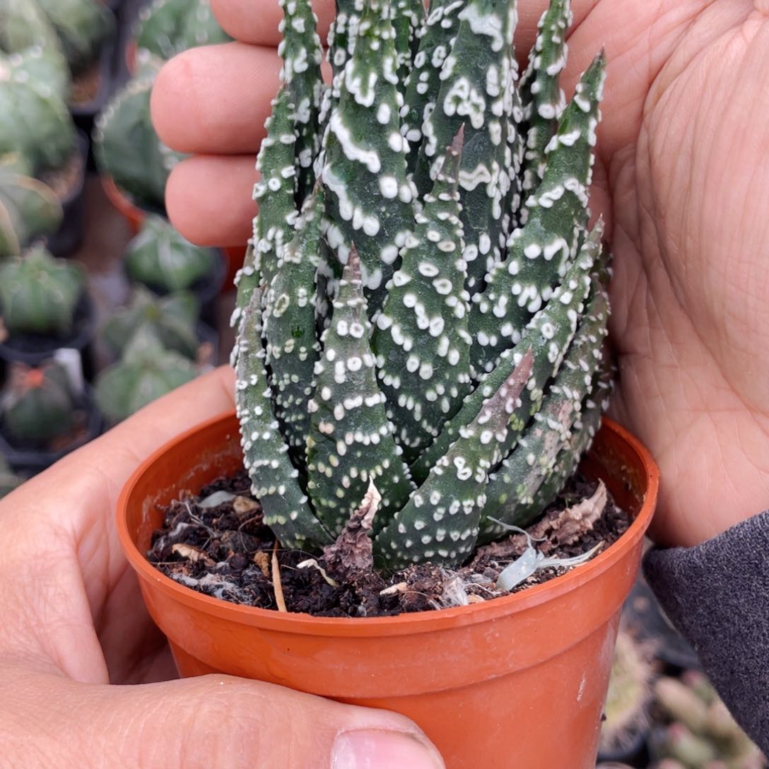 仙人球满28包邮盆5公分烟圈