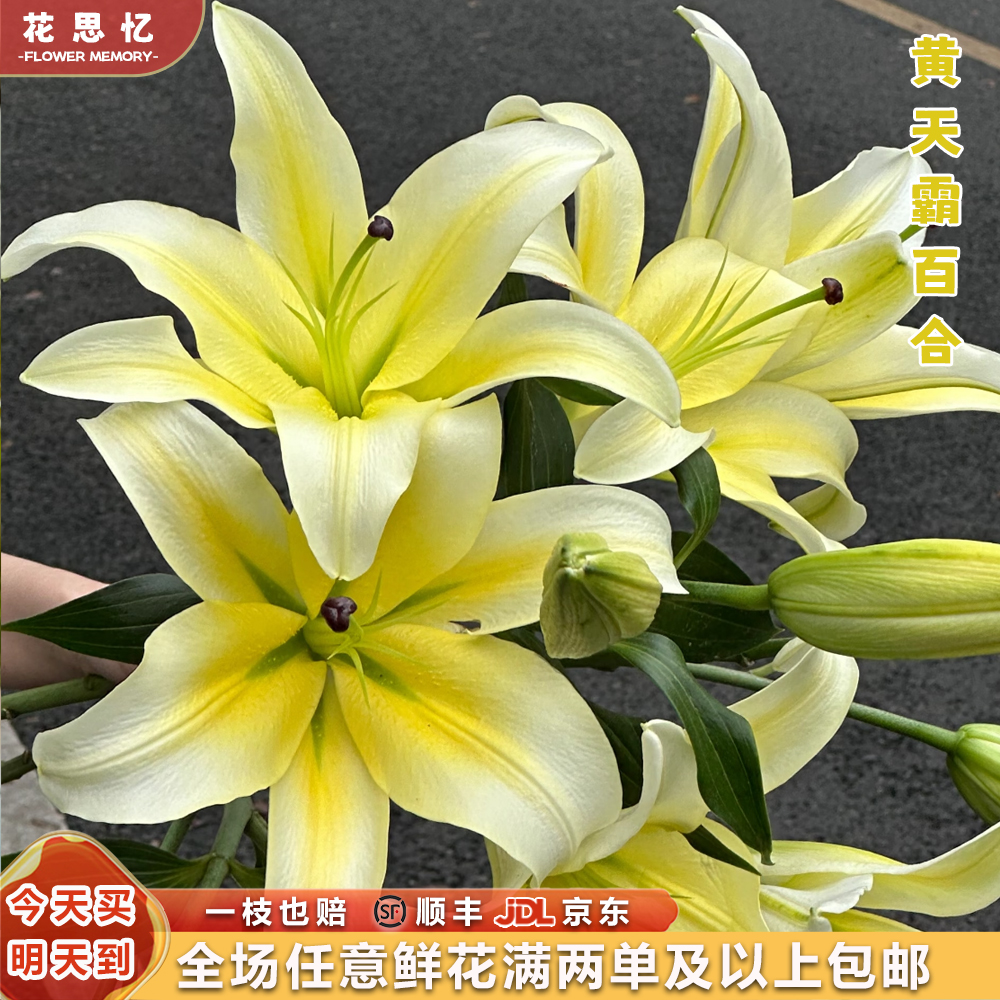 『高端黄天霸百合8-9朵』  家用云南鲜切花 满两单鲜花顺丰京东包邮 满三单鲜花送花瓶 鲜花直播次日达包邮