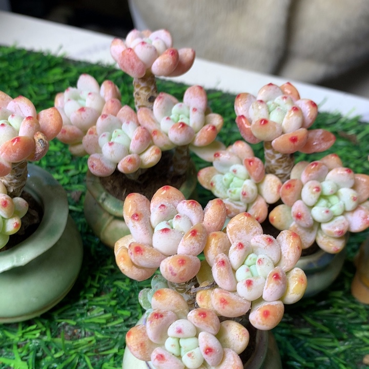 罗琦带盆一套             