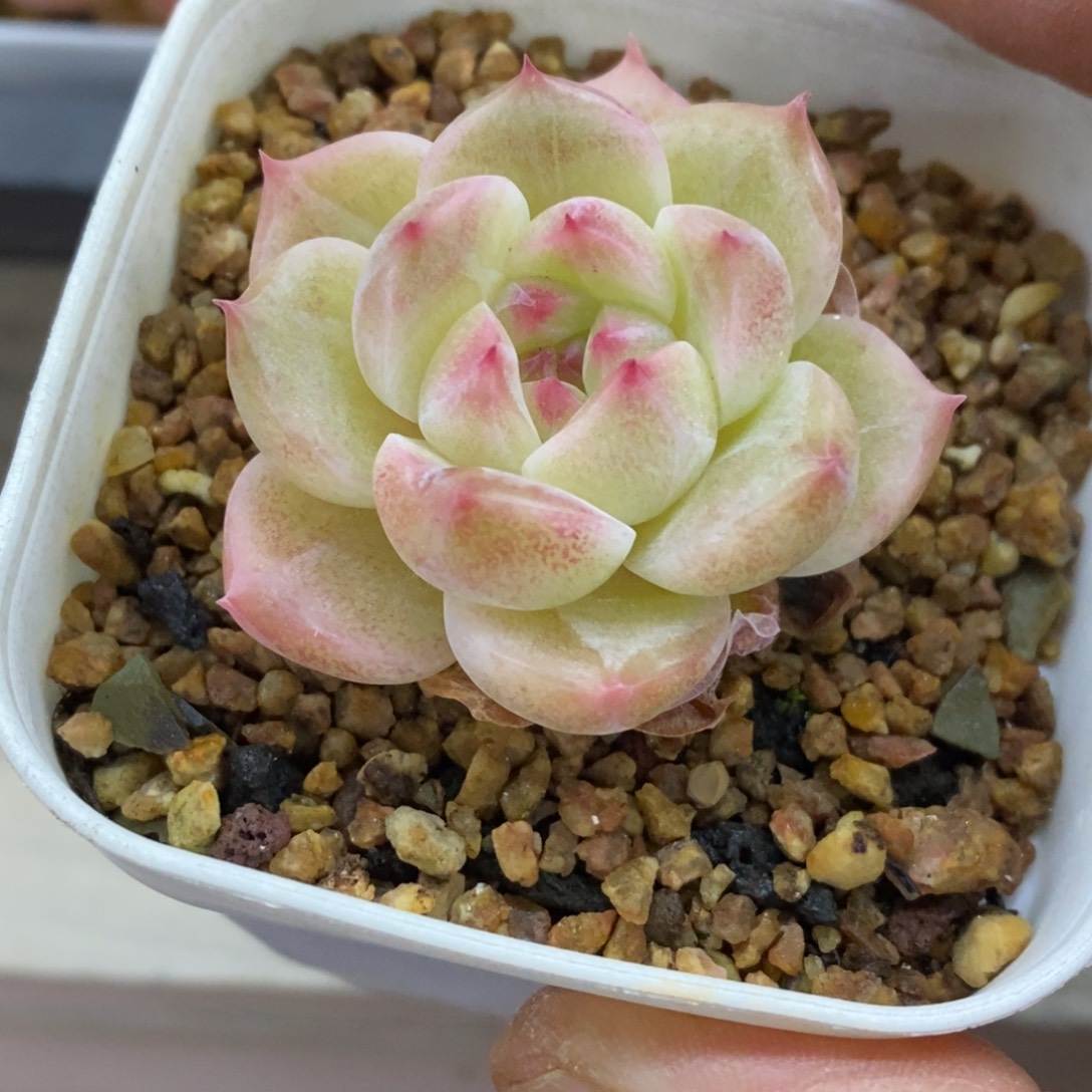 精品多肉一物一拍不包整181