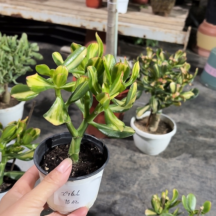 T***忆当前无花栽培后可以开花22