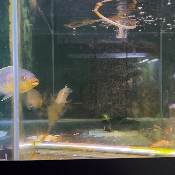 海水鱼黄腹龙王公鱼