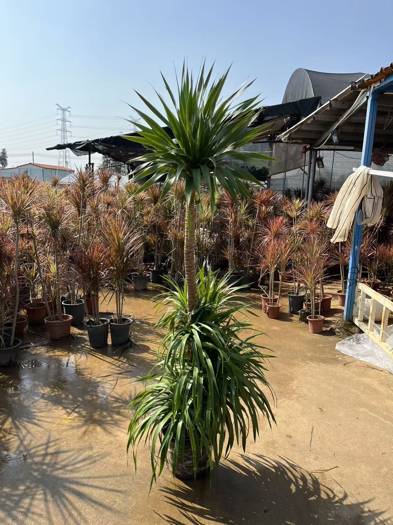 龙血树室内绿植盆栽净化空气花卉