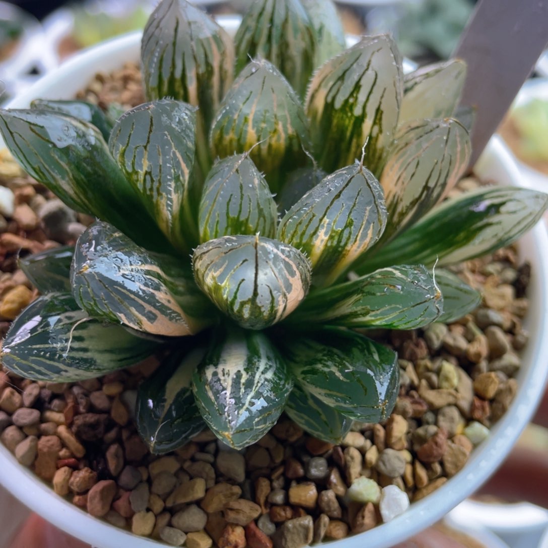 13.十二卷多肉胭脂玉露锦。   